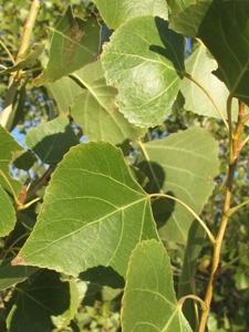 Populus deltoides ssp. wislizeni